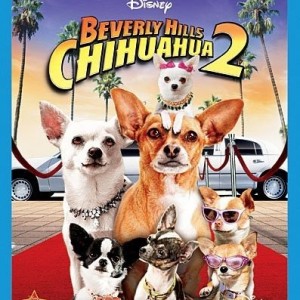 BEVERLY HILLS CHIHUAHUA 2