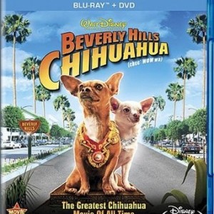 BEVERLY HILLS CHIHUAHUA