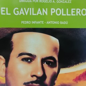 EL GAVILAN POLLERO
